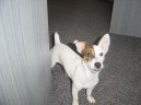Fotky: Jack Russel�v Teri�r (foto, obrazky)