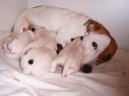 Fotky: Jack Russel�v Teri�r (foto, obrazky)