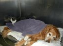 :  > Jak se starat o pejska s onemocn�n�m srdce (Caring for older dogs)