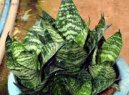 :  > Tch�nin jazyk, tenura (Sansevieria)