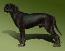 :  > Jugosl�vsk� planinsk� honi� (Montenegrin Mountain Hound)