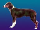 :  > Jugosl�vsk� trikolorn� honi� (Serbian Tricolour Hound)