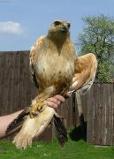 :  > K�n� b�lochvost� (Buteo rufinus) (Poran�n� voln� �ij�c� zv��ata)