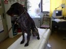 :  > Kardiologie (Veterin�rn� z�kroky)