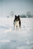 :  > Karelsk� medv�d� pes (Karjalankarhukoira, Karelian Bear Dog)