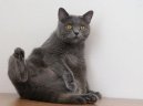 :  > Kartouzsk� ko�ka, �artr�z (Chartreux Cat)