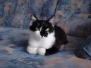 :  > Kastrace - ano �i ne? (Kittens)