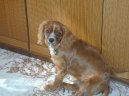 Fotky: Kaval�r King Charles �pan�l (foto, obrazky)