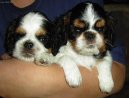 Fotky: Kaval�r King Charles �pan�l (foto, obrazky)
