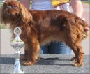 King Charles �pan�l
