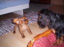 King Charles �pan�l