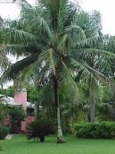 :  > Kokosov� palma, kokosovn�k (Cocos nucifera)