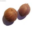 :  > Kokosovec Weddel�v (Microcoelum weddelianum)