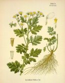 :  > Kopretina �imbaba (Tanacetum parthenium L.)
