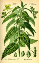 :  > Kop�iva Dvoudom� (Urtica dioica L.)