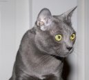 Korat ko�ka