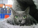 :  > Korat ko�ka (Korat)