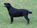 Fotky: Labradorsk� retr�vr (foto, obrazky)