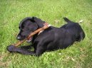 Fotky: Labradorsk� retr�vr (foto, obrazky)