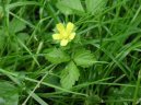 :  > Lesn� jahody, jahodn�k (Duchesnea indica)