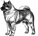 :  > Norsk� los� pes �ern� (Norsk Elghund black)