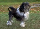 :  > Petit chien lion, Lv��ek (Little Lion Dog)
