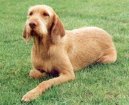 :  > Ma�arsk� oha� dr�tosrst� - viszla (Hungarian Wire-haired Pointer (vizsla))