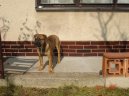 Malorsk� doga