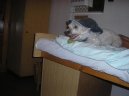 Fotky: Malt�z��ek, Malt�zsk� ps�k (foto, obrazky)