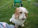 Mal� hrubosrst� vend�esk� basset