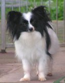 :  > Mal� kontinent�ln� �pan�l (Continental Toy Spaniel / Epagneul nain Continental)