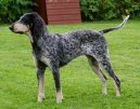 :  > Mal� modr� gasko�sk� honi� (Small Gascony Blue)
