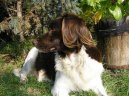 :  > Mal� m�nsterlandsk� oha� (Kleiner Munsterlander Vorstehhund)