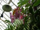 :  > Marantovit� (Marantaceae)