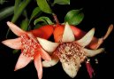 :  > Marhan�k, gran�tovn�k obecn� (Punica granatum)