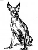 :  > Mexick� nah�� (Xoloitzquintle)