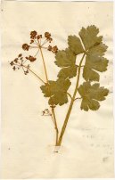 :  > Mi��k Celer (Apium graveolens L.)