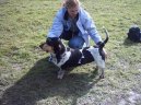 :  > Modr� gasko�sk� baset (Basset bleu de Gascogne, Blue Gascony Basset)