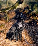 :  > Modr� pikardsk� dlouhosrst� oha� (Epagneul Bleu de Picarde, Blue Picardy Spaniel)