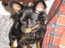 :  > Moskevsk� dlouhosrst� toy teri�r (Moscow Toy Terrier)