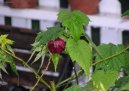 Mra���k, pokojov� javor