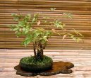 :  > Nebesk� bambus (Nandina domestica)