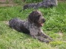 :  > N�meck� dr�tosrst� oha� (Deutcscher Drahthaariger Vorstehhund)