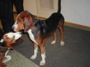 :  > N�meck� honi� (Deutsche Bracke, German Hound)