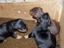 :  > N�meck� loveck� terier (Deutscher Jagdterrier)