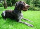 :  > N�meck� ostnosrst� oha� (Deutsch Stichelhaar, German Rough-haired Pointing Dog)