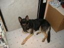 N�meck� ov��k