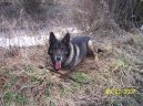:  > N�meck� ov��k (German Shepherd Dog)