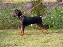 N�meck� pin�