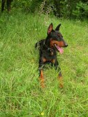 N�meck� pin�